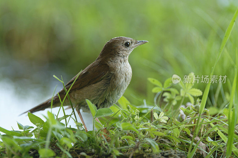 夜莺（Luscinia megarhynchos）